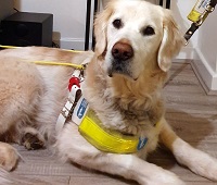 Emma's Service dog for the Visually Impaired on Opchat News 